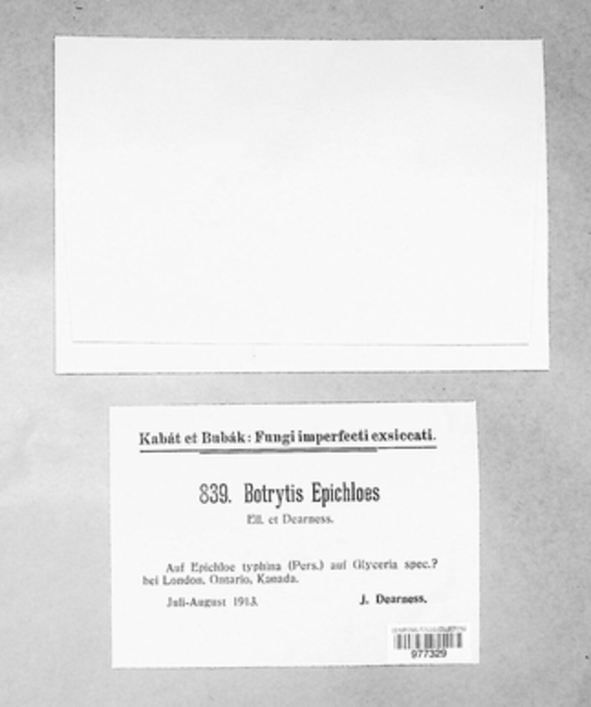 Radulidium epichloes image